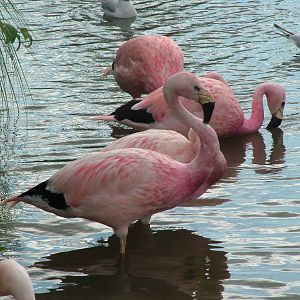 Andean Flamingos at Slimbridge WWT 2006