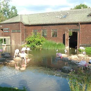 James' and Andean Flamingos at Slimbridge WWT 2006