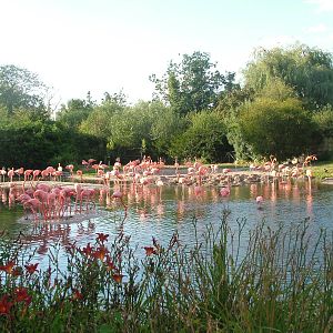 Caribbean Flamingo flock at Slimbridge WWT 2006