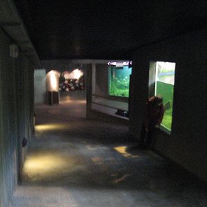 Manatee exhibit in Odense