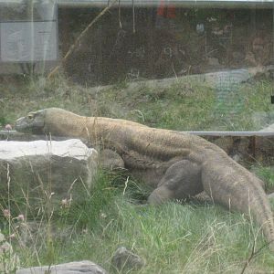 Komodo dragon - Parken Zoo