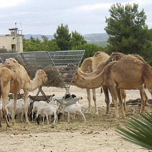 Reserve Africaine Sigean Southern France