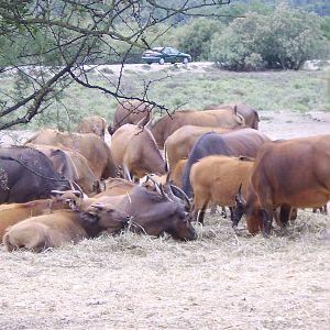 Reserve Africaine Sigean Southern France