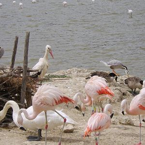 Reserve Africaine Sigean Southern France