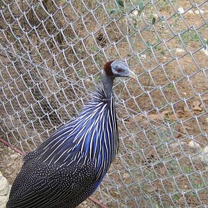 Reserve Africaine Sigean Southern France