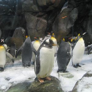 Penguins - Odense Zoo