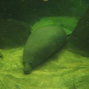 Manatee - Odense Zoo