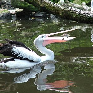 Australian White Pelican tries to eat a duckling at Walsrode 2007