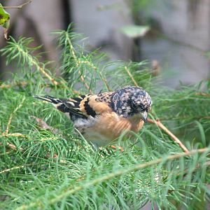Brambling (Fringilla montifringilla) at Walsrode 2007