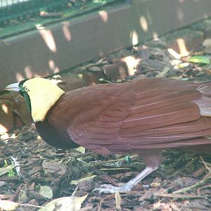 Greater Bird of Paradise (Paradisaea apoda) at Walsrode 2007
