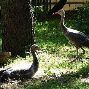 Hooded Crane (Grus monacha) chicks at Walsrode 2007