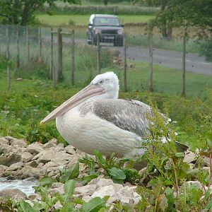Juvenile Dalmatian pelican (Pelecanus crispus)