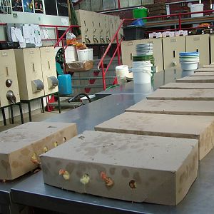 A days supply of day-old chicks at Walsrode 2007