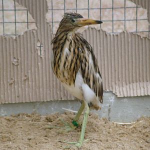Young Madagascan Pond Heron (Ardeola idea) at Walsrode 2007