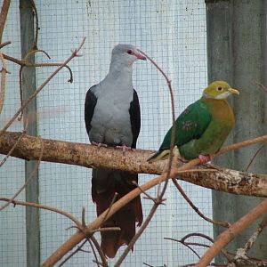 Great Cuckoo-dove and Pink-spotted Fruit Dove at Walsrode 2007