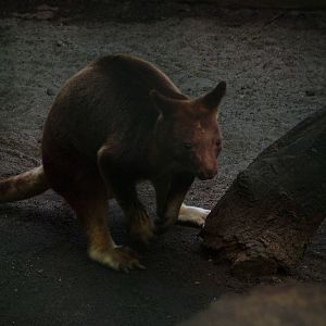 Goodfellow's Tree Kangaroo (Dendrolagus goodfellowi) at Walsrode 2007