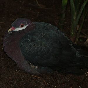 White-throated Pigeon (Columba vitiensis) at Walsrode 2007