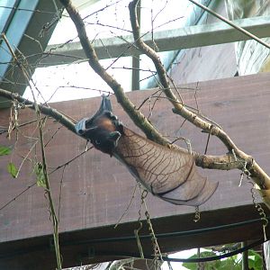 Variable Fruit Bat (Pteropus hypomelanus) at Walsrode 2007