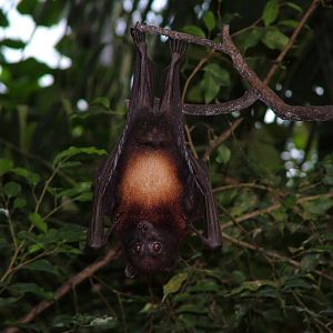 Variable Fruit Bat (Pteropus hypomelanus) at Walsrode 2007