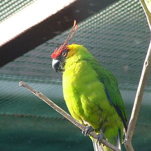 Horned Parakeet (Eunymphicus cornutus) at Walsrode 2007