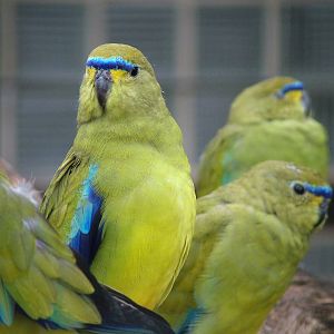 Elegant Parakeet (Neophema elegans) at Walsrode 2007