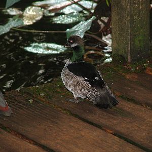 Green Pygmy Goose (Nettapus pulchellus) at Walsrode 2007