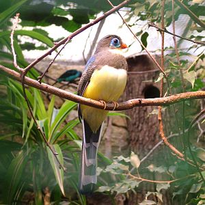 Sumatran Blue-tailed Trogon (Apatharpactes macklotti) at Walsrode 2007