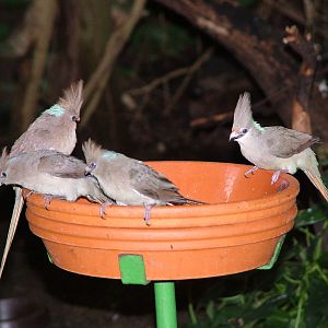 Blue-naped Mousebirds (Urocolius macrourus) at Walsrode 2007
