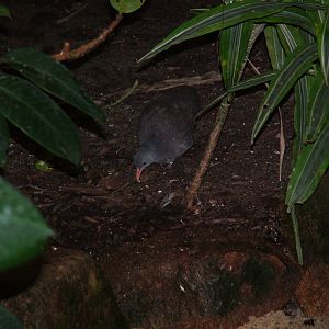 Small-billed Tinamou (Crypturellus parvirostris) at Walsrode 2007