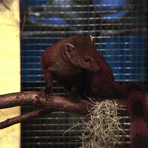 Ring-tailed Mongoose (Galidia elegans) at Walsrode 2007