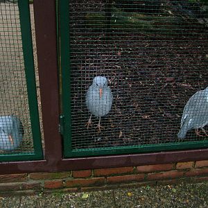 Kagus (Rhynochetos jubatus) at Walsrode 2007
