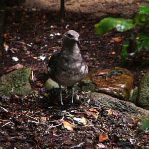 Parasitic Skua (Stercorarius parasiticus) at Walsrode 2007