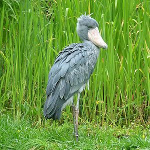 Shoebill (Balaeniceps rex) at Walsrode 2007