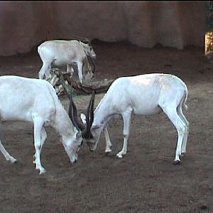 addax