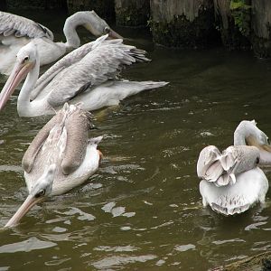 Spot-billed pelicans