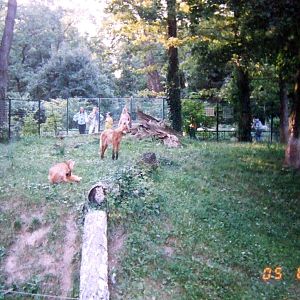 Maned wolf enclosure @ Zagreb Zoo, Croatia