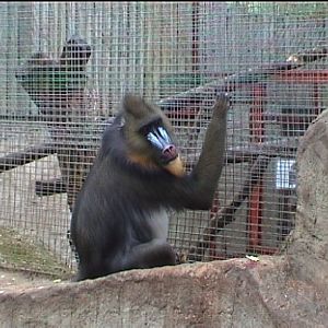 Mandrills at Southport zoo