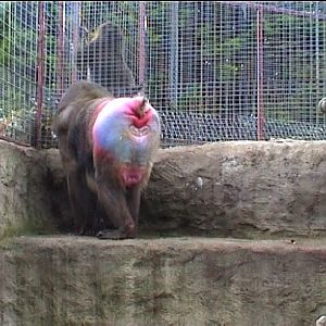 Mandrills at Southport zoo