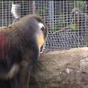 Mandrills at Southport zoo