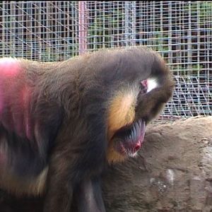 Mandrills at Southport zoo