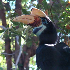 Red-knobbed Hornbill at the Los Angeles Zoo