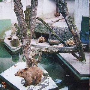 Brown bear exhibit @ Zagreb Zoo, Croatia