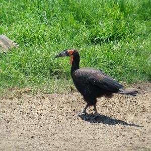 African Ground Hornbill and African Spurred at the Santa Barbara Zoo