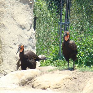 African Ground Hornbills at the Santa Barbara Zoo