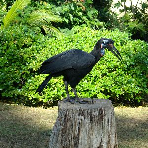 Abyssinian Ground Hornbill at the Los Angeles Zoo