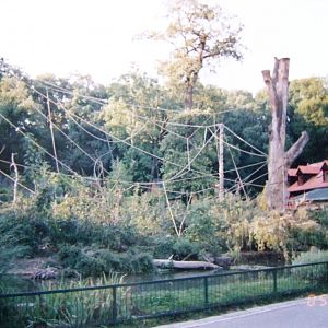 Brown-nosed coati & Brown capuchin mixed exhibit @ Zagreb Zoo, Croatia