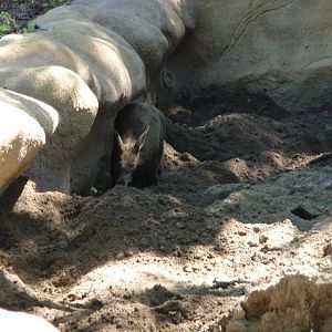 Aardvark - Detroit Zoo