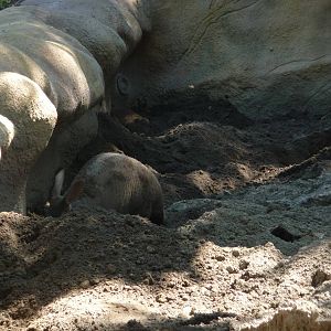 Aardvark digging - Detroit Zoo