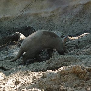 Aardvark - Detroit Zoo