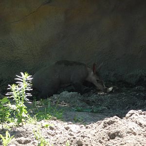 Aardvark - Detroit Zoo
